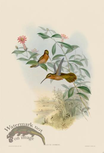 Gould Hummingbird 010